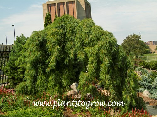 Weeping eastern white pine (Pinus strobus pendula)
An impressive large older specimen.